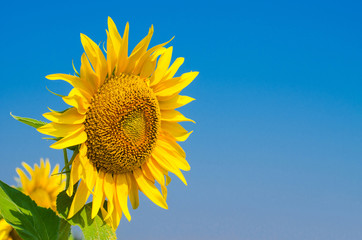 Obraz premium Bright sunflower against the blue sky, free space.