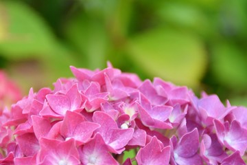 Fleurs d'Hortensia