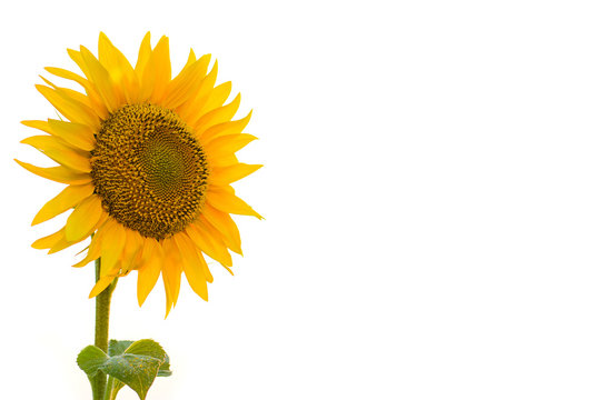 Bright sunflower isolated on white background, free space for your text.