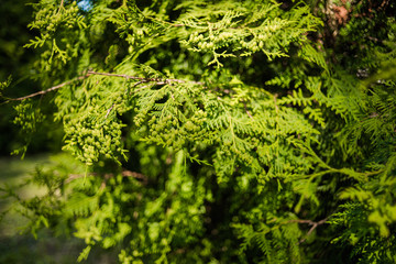 Leaves against the sky