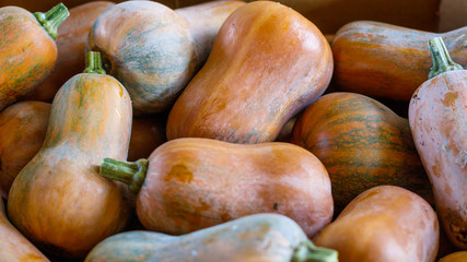 Fresh Honeynut Butternut Squash