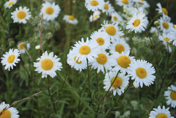 Fototapeta premium Leucanthemum vulgare (the ox-eye daisy or oxeye daisy) is a widespread flowering plant native to Europe and the temperate regions of Asia, is a typical grassland perennial wildflower.