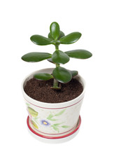 Plant crassula in the pot.