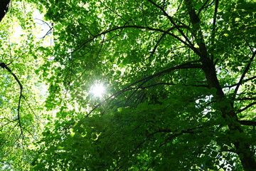 Fototapeta na wymiar The ray of the sun makes its way through the foliage