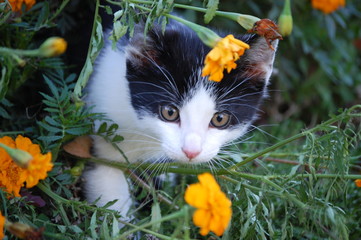 Flower cat