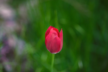Fresh red tulip on green blured background