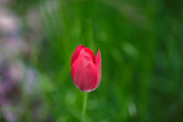 Fresh red tulip on green blured background