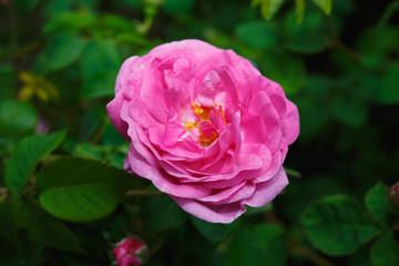 close-up pink flower of blooming tea rose 