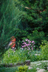 Coniferous trees and flowers in the park.  Garden design. landscape design
