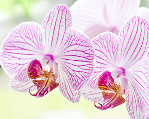 orchid, flower,floral, bunch, purple, violet bouquet, present, background