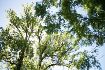 Leaves against the sky