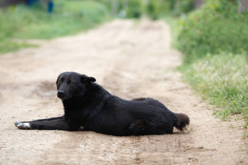 Big black mongrel dog with short tail laying on the dirt road