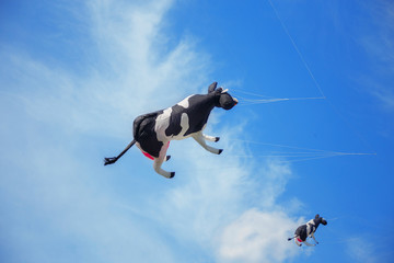 black white air cow kite flying in the sky. Kite festival