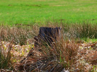 Baumstumpf im Feld