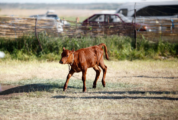 little brown calf cow child running in the village