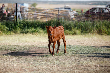 Fototapeta premium little brown calf cow child in the village