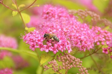 Abeille & fleurs de Spirée