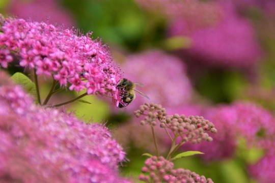 Abeille & fleurs de Spir&eacute;e