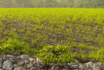 Sugar cane seed in field, Cuyotenango. Guatemala. Saccharum officinarum.
