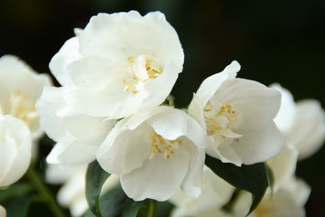 Fototapeta na wymiar Fleurs de Seringua
