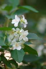 blossoming white cherry blossoms on a blurry background.  Sakura flowers
