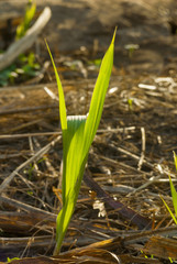 Sugar cane seed in field, Cuyotenango. Guatemala. Saccharum officinarum.