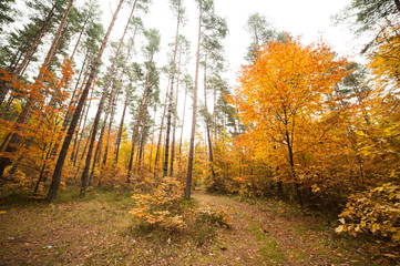 Fototapeta premium Early autumn forest