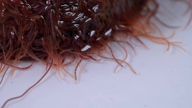 larvae as a single body squirm and react to the environment