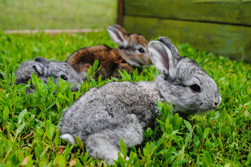 Rabbits