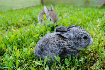 Gray rabbits on green grass