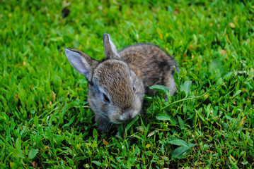 Cute rabbit on the grass