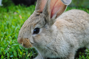 Cute rabbit on the grass