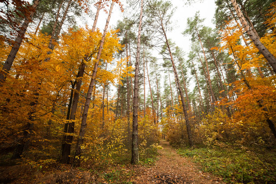 Fototapeta Early autumn forest