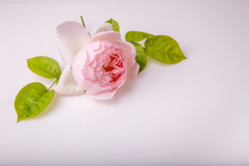 Beautiful English rose flower on white background