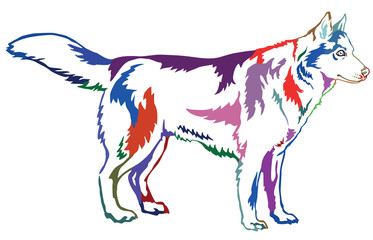 Naklejka na ściany i meble Colorful decorative standing portrait of dog Siberian husky, vector illustration