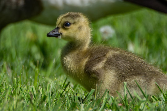 Baby Canadian goose