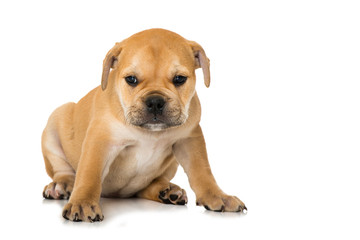 Obraz premium Old English Bulldog Welpe