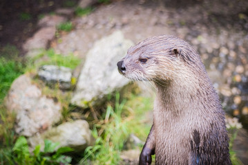 Standing otter