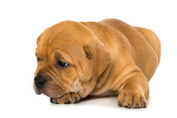 Welpe sieht zur Seite