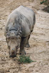 Single Horn Rhino 