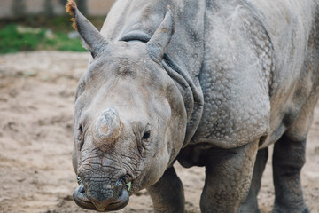 Fototapeta premium Single Horn Rhino 