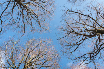 Obraz premium Bare branches