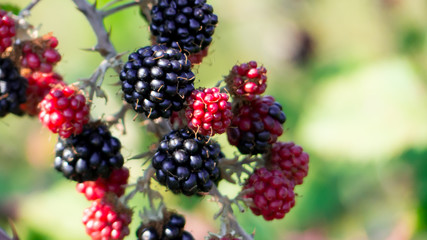 a brach of blackberries