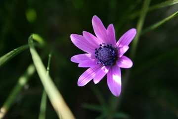 Closeup of a flower