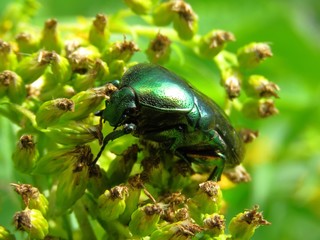 Green metallic beetle