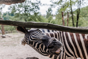 Fototapeta na wymiar Biting Zebra 