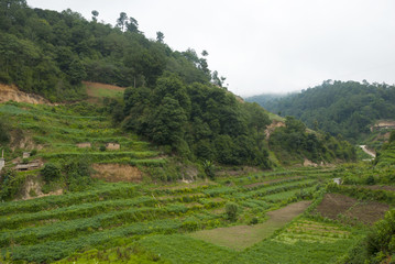 Fields of cultivation in rural area of Guatemala, houses of adobe, vegetal green organic.