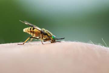 nasty insect gadfly stuck into the human skin and drink blood