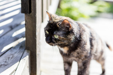 Portrait of cat staring intensely into the distance