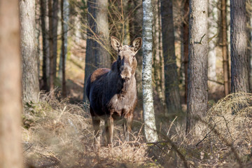 A family of elks foraging in woodlands